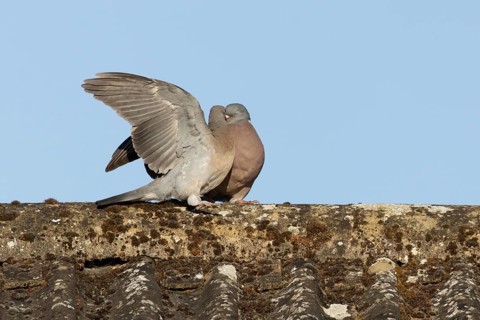 Wood pigeon (Columba palumbus) adult garden bird feeding a juvenile baby squab bird on a house roof
