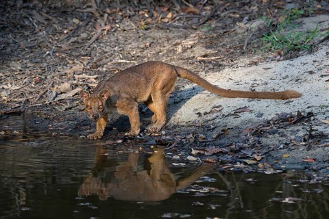 Fossa, Fossa creeping cat (Cryptoprocta ferrox) in the Kirindy dry forests of western Madagascar