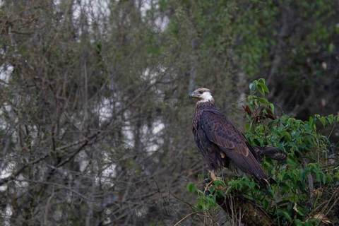 Madagascar Fish-Eagle, Malagasy Fish-Eagle (Haliaeetus vociferoides) in the dry forests of