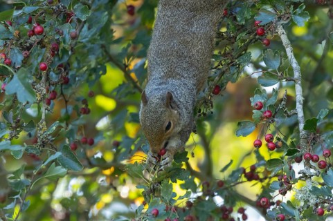 Grey squirrel (Sciurus carolinensis) adult animal feeding on Hawthorn tree berries in summer,