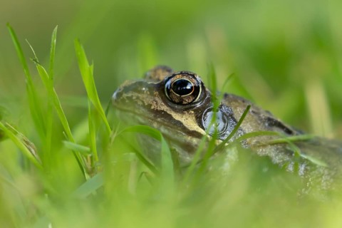 Common frog (Rana temporaria) adult amphibian on a garden grass lawn in summer, England, United