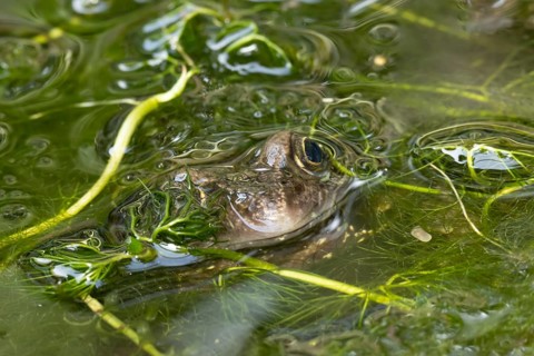 Common frog (Rana temporaria) adult amphibian on the water surface of a garden pond amongst pond
