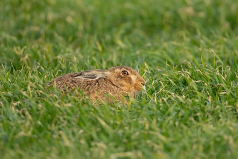 European brown hare (Lepus europaeus) adult animal in a farmland field in springtime, England,