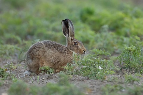 European brown hare (Lepus europaeus) adult animal in a farmland field in summer, England, United