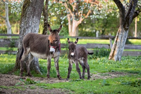 Donkey (Equus asinus), with foal in orchard, Upper Bavaria, Germany