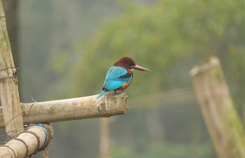 A white-throated kingfisher (Halcyon smyrnensis), Sreepur, Gazipur, Bangladesh