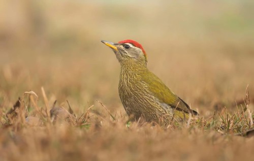 A male Streak-throated Woodpecker (Picus xanthopygaeus) is standing on the grass. Sreepur, Gazipur,