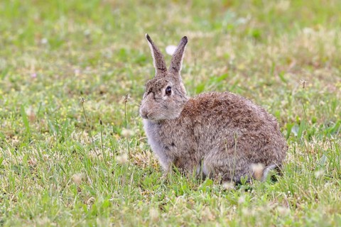 Wild rabbit (Oryctolagus cuniculus), sitting in a meadow, adult, alert, wildlife, animals, rodent,