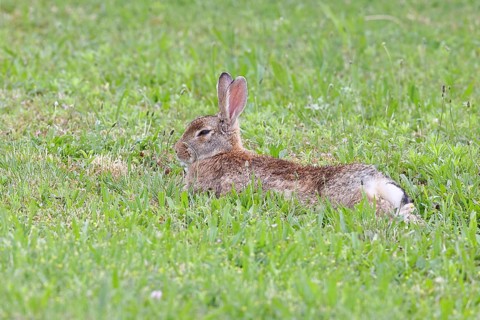 Wild rabbit (Oryctolagus cuniculus), lying in a meadow, fully grown, alert, wildlife, animals,