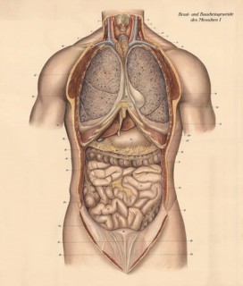 Medical illustration, intestines, internal organs in human chest and abdomen, school picture,