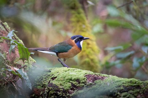 Pitta-Like Ground Roller, Blue-headed Roller (Atelornis pittoides) in the rainforests of eastern