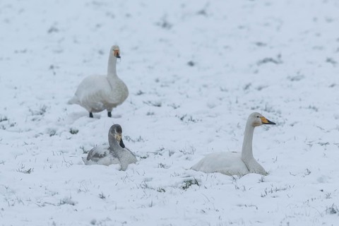Whooper swans (Cygnus cygnus) in the snow, Emsland, Lower Saxony, Germany