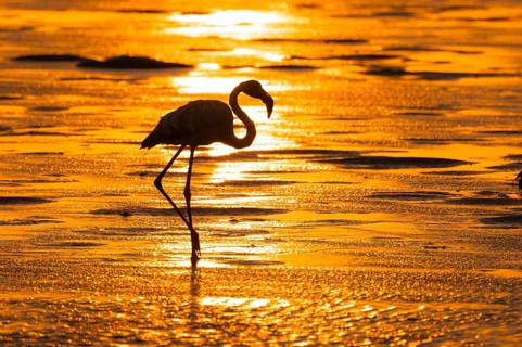 Pink flamingo (Phoenicopterus roseus) against the light, sunset, lagoon at Walfish Bay, Erongo,