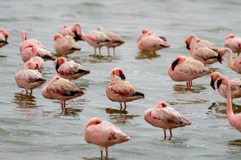 Lesser Flamingos (Phoeniconaias minor) in a lagoon, Walfish Bay, Erongo, Namibia
