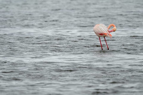 Pink flamingo (Phoenicopterus roseus) in a lagoon, Walfish Bay, Erongo, Namibia