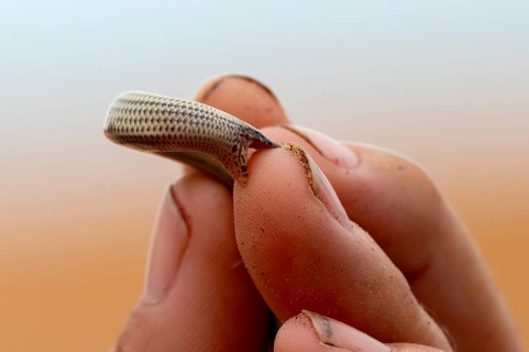 FitzSimon's burrowing skink or short blind dart skink, (Typlacontias brevipes), Namib Desert,