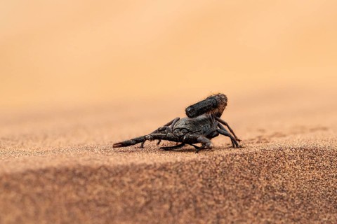 Black scorpion (Parabuthus villosus) running across sand, Namib Desert near Swakopmund, Namibia