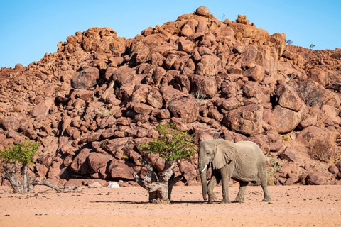 African elephant (Loxodonta africana), desert elephant, riverbed of the Ugab River, Damaraland,