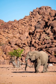 African elephant (Loxodonta africana), desert elephant, riverbed of the Ugab River, Damaraland,