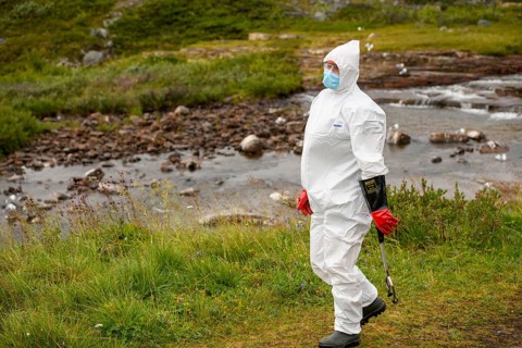 Person in a protective suit, protective mask and goggles looking for dead kittiwakes (Rissa