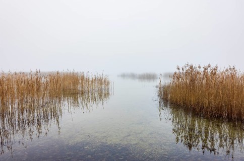 Autumn morning fog on the reed belt on the shores of Lake Mondsee, Salzkammergut, Upper Austria,