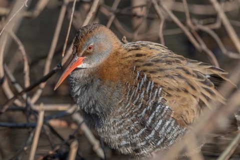 Water Rail (Rallus aquaticus) sits on branches in the swamp. It has grey feathers and stripes.