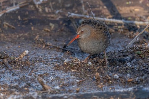 Water Rail (Rallus aquaticus) runs along a branch at the edge of the water in the moor. The sun