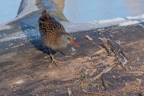 Water Rail (Rallus aquaticus) runs along a branch at the edge of the water in the moor. The sun is