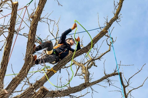Detroit, Michigan - Members of the Detroit Arborist Collective trim dead branches from a burr oak