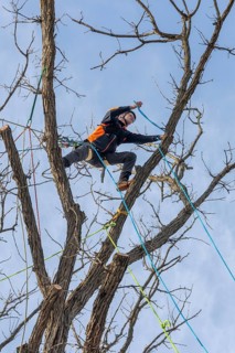 Detroit, Michigan - Members of the Detroit Arborist Collective trim dead branches from a burr oak