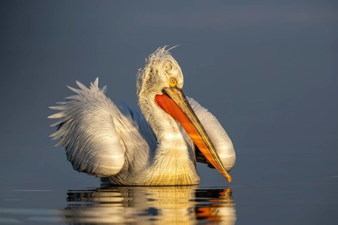 Dalmatian Pelican (Pelecanus crispus), Dalmatian Pelican, swimming, morning light, in its plumage,