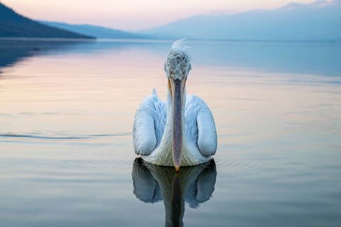 Dalmatian Pelican (Pelecanus crispus), Dalmatian Pelican, swimming, morning mood, in splendour,