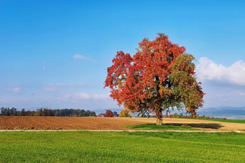 Red discoloured pear tree (Pyrus), standing in a meadow, Beinwil, Freiamt, Canton Aargau,