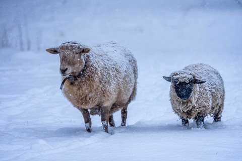 Winter weather, blowing snow, sheep on a snowy pasture, looking for food, thick fur, Elfringhauser