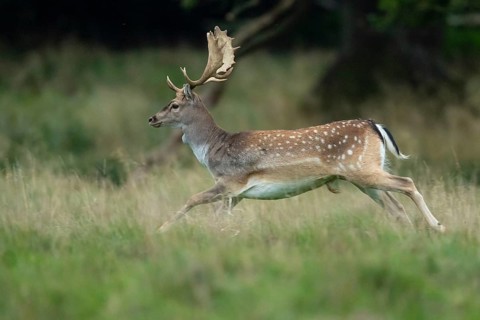 Male fallow deer (dama dama) in the run, Klamptenborg, Copenhagen, Denmark