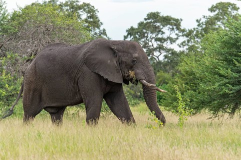 African elephant (Loxodonta africana) in the savanna, Kruger National Park, South Africa