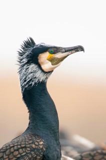 Cormorant (Phalacrocorax carbo) in the breeding colony, Stralsund, Mecklenburg-Western Pomerania,