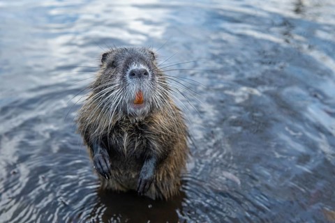 Nutria (Myocastor coypus) in a body of water, Osnabrück, Lower Saxony, Germany