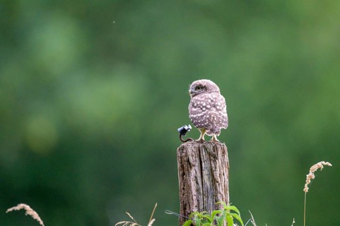 A little owl (Athene noctua) sitting alone on an old willow pole in front of a soft green
