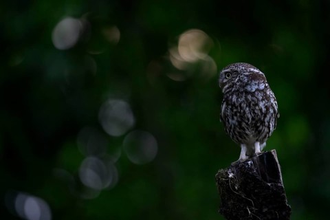 A little owl (Athene noctua) sitting alone on an old willow pole in front of a soft green