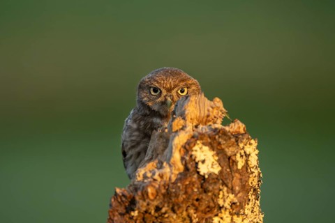 Little owl (Athene noctua) on tree trunk, bird, Race, Slovenia