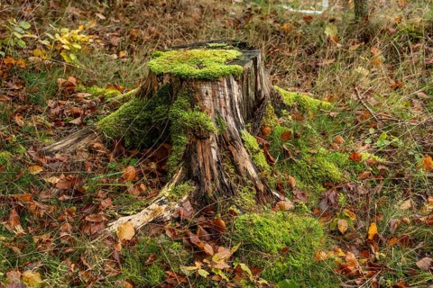 Tree stump with moss and autumn leaves in the forest in Skåne county, Sweden, Scandinavia