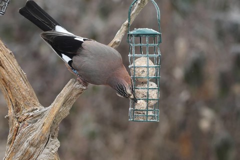 Eurasian jay (Garrulus glandarius) at winter feeding in the forest, Allgäu, Bavaria, Germany,