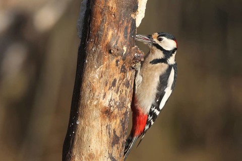 Great spotted woodpecker (Dendrocopos major) male at winter feeding in the forest, Allgäu, Bavaria,