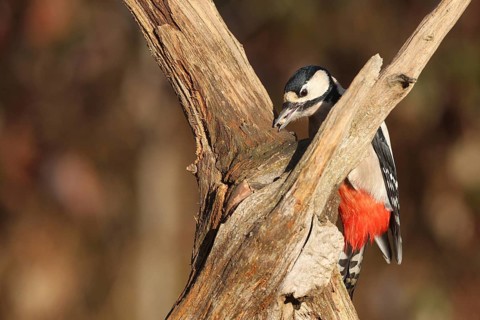 Great spotted woodpecker (Dendrocopos major) at winter feeding in the forest, Allgäu, Bavaria,