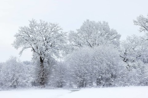 Trees covered with snow and ice in a winter landscape with fog, Schleswig-Holstein, Germany