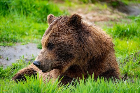 Brown bear (Ursus arctos), animal portrait, Alaska, USA