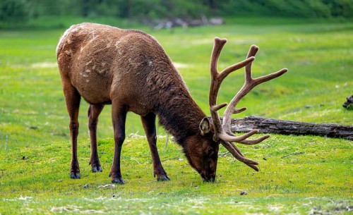 Wapiti (Cervus canadensis) grazing, Alaska, USA