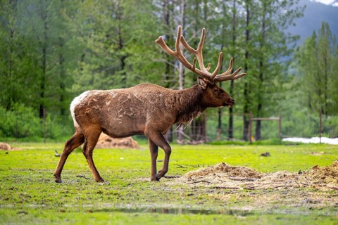 Wapiti (Cervus canadensis), Alaska, USA