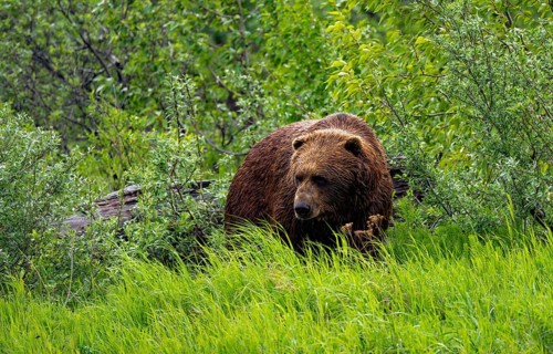 Brown bear (Ursus arctos) in the grass in spring, Alaska, USA